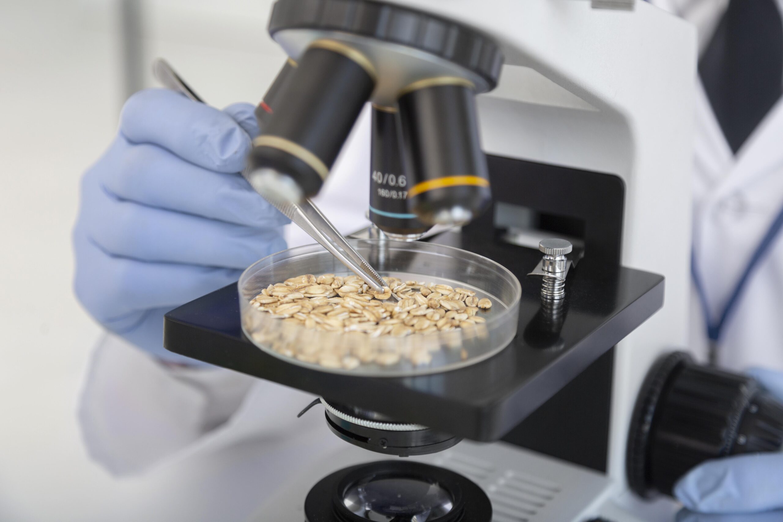 Analiza ziarna przez naukowca