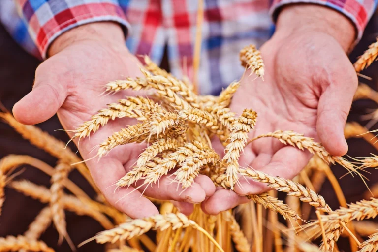 Wheat being held