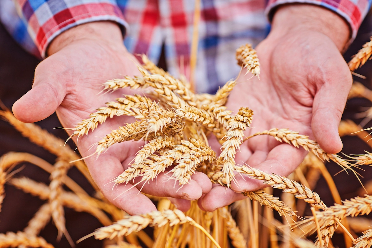 Wheat being held