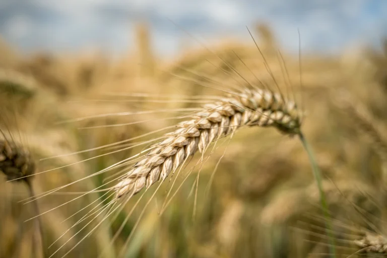 Jęczmień na polu, zbliżenie
