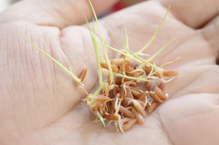Kiełkujące ziarno na ręce