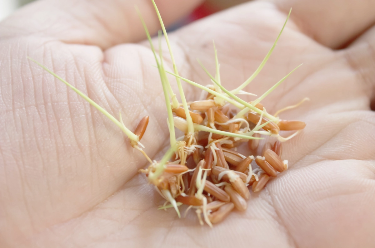 Kiełkujące ziarno na ręce
