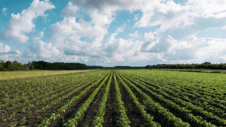 Grafika przedstawiająca zielone pole uprawne z równymi rzędami roślin pod błękitnym niebem z chmurami, ilustrująca różnice w plonach mimo identycznego nawożenia w różnych latach, z naciskiem na czynniki pogodowe, glebowe i środowiskowe w rolnictwie.