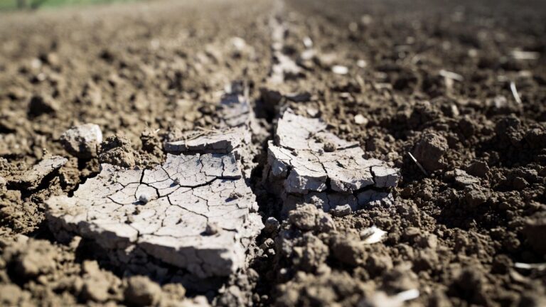 Gleba też się męczy - sucha, popękana gleba na polu rolniczym, ilustrująca problemy z glebą w rolnictwie bez odpowiednich badań i nawadniania.