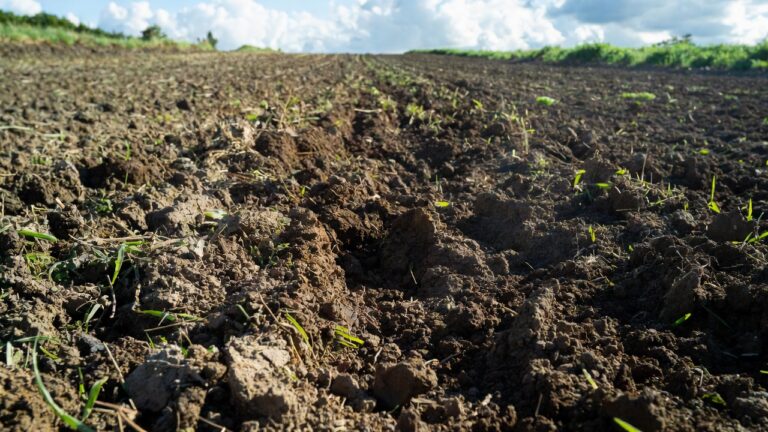 Widok na bruzdy w ciemnej glebie z rzadkimi zielonymi pędami, w tle zielone uprawy, ilustrujące wpływ historii gleby na nowe wzrosty.