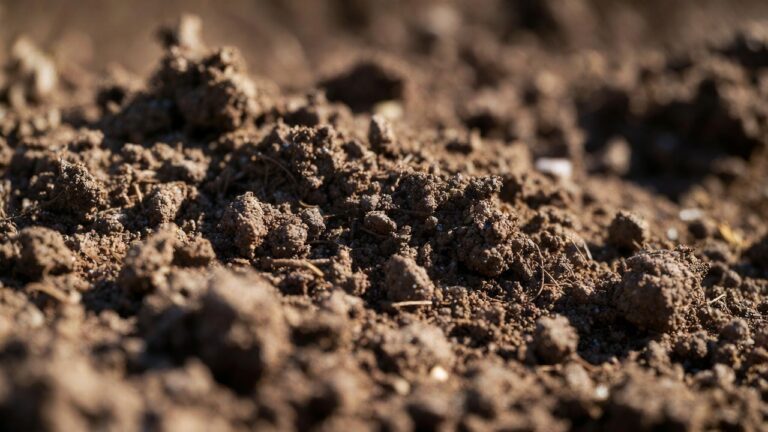 Zbliżenie na kupkę urodzajnej gleby z organicznymi elementami w naturalnym otoczeniu.