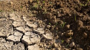 Zbliżenie na popękaną suchą glebę przechodzącą w wilgotniejszą ziemię z kiełkującymi roślinami.