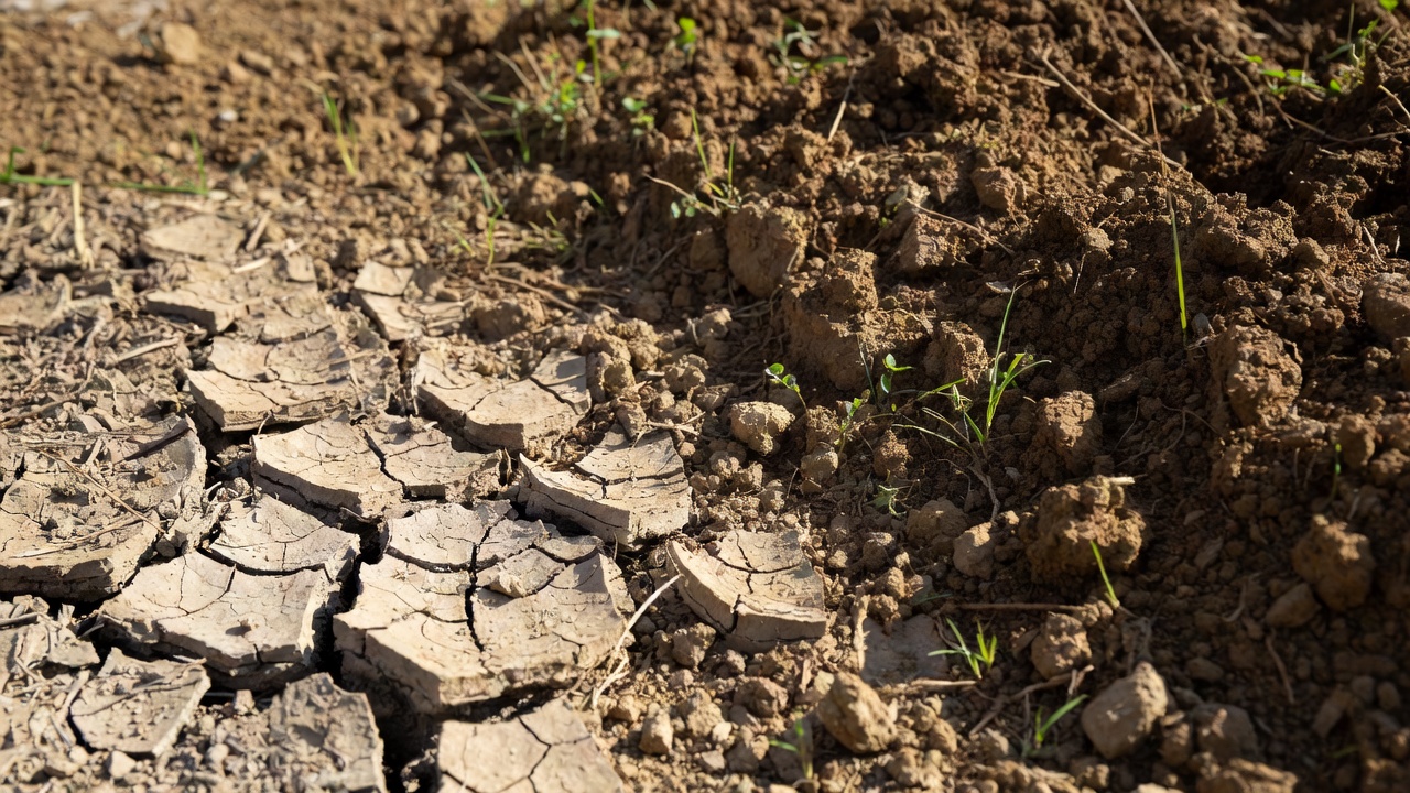 Zbliżenie na popękaną suchą glebę przechodzącą w wilgotniejszą ziemię z kiełkującymi roślinami.