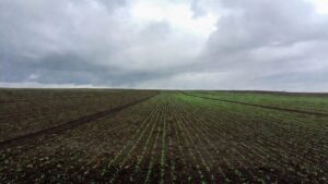 Błędy popełniane przed siewem, których nie widać od razu