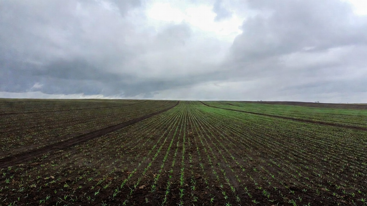 Błędy popełniane przed siewem, których nie widać od razu