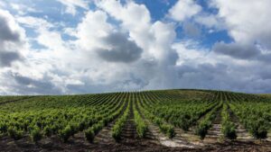 Realistyczne zdjęcie rozległej winnicy z równymi rzędami zielonych winorośli na wzgórzu, pod błękitnym niebem z chmurami, ilustrujące praktyki rolnictwa węglowego